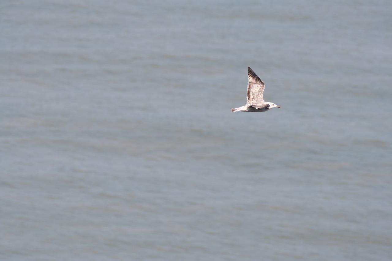 Cap Blanc Nez 004