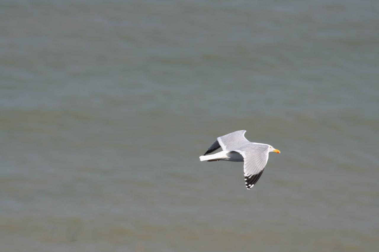 Cap Blanc Nez 006